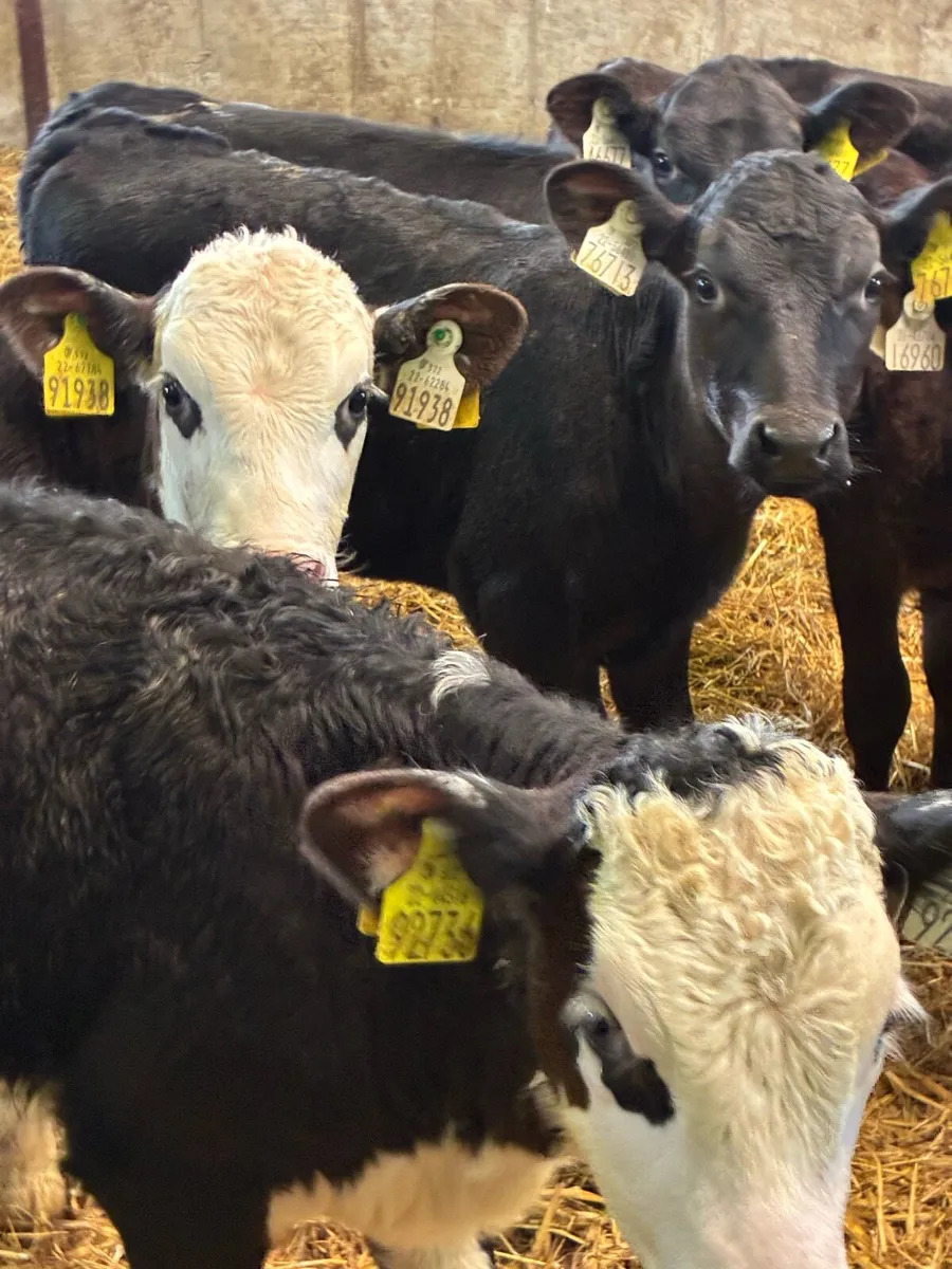 TOP QUALITY REARED CALVES 2/3MONTHS OLD - Image 1