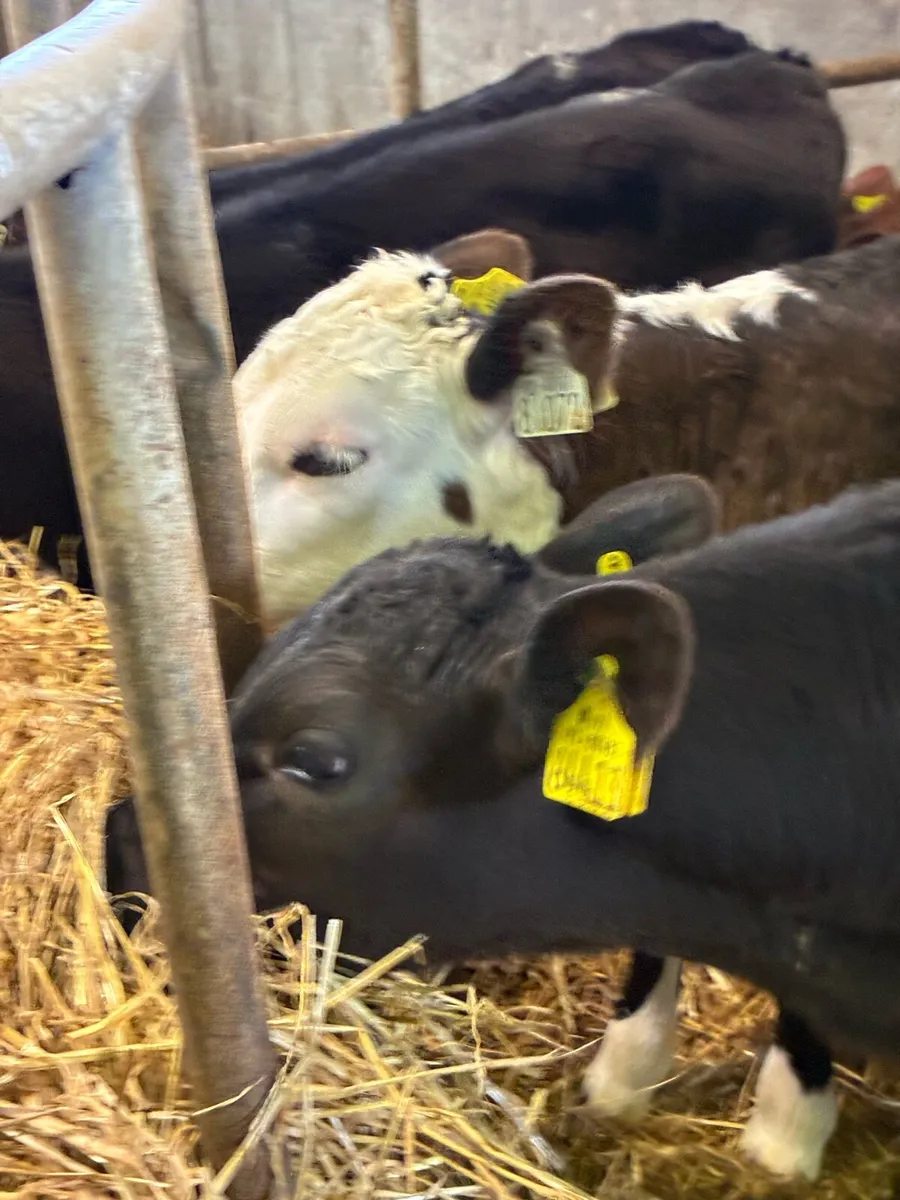 TOP QUALITY REARED BULL CALVES 3MONTHS OLD - Image 4