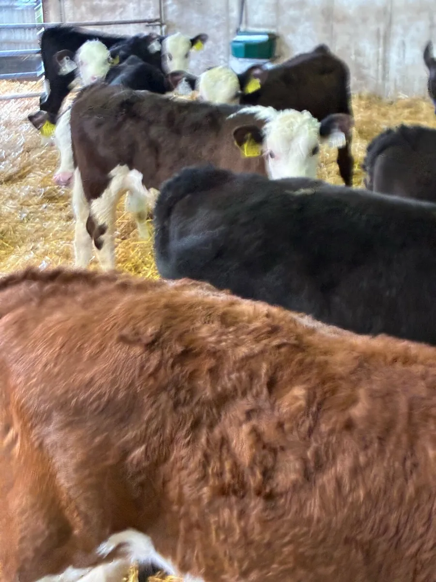 TOP QUALITY REARED CALVES 2/3MONTHS OLD - Image 2