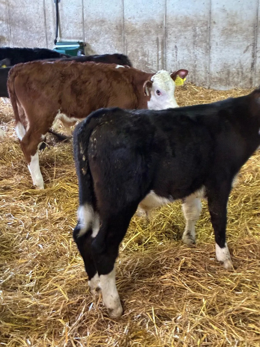 TOP QUALITY REARED CALVES 2/3MONTHS OLD - Image 3