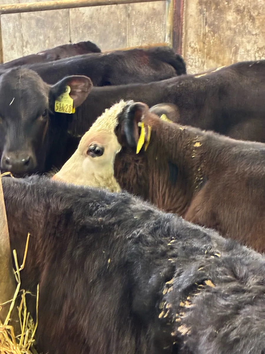 TOP QUALITY REARED CALVES 2/3MONTHS OLD - Image 4
