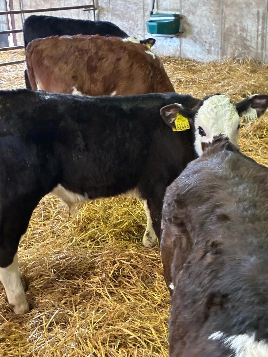 TOP QUALITY REARED CALVES 2/3MONTHS OLD - Image 1