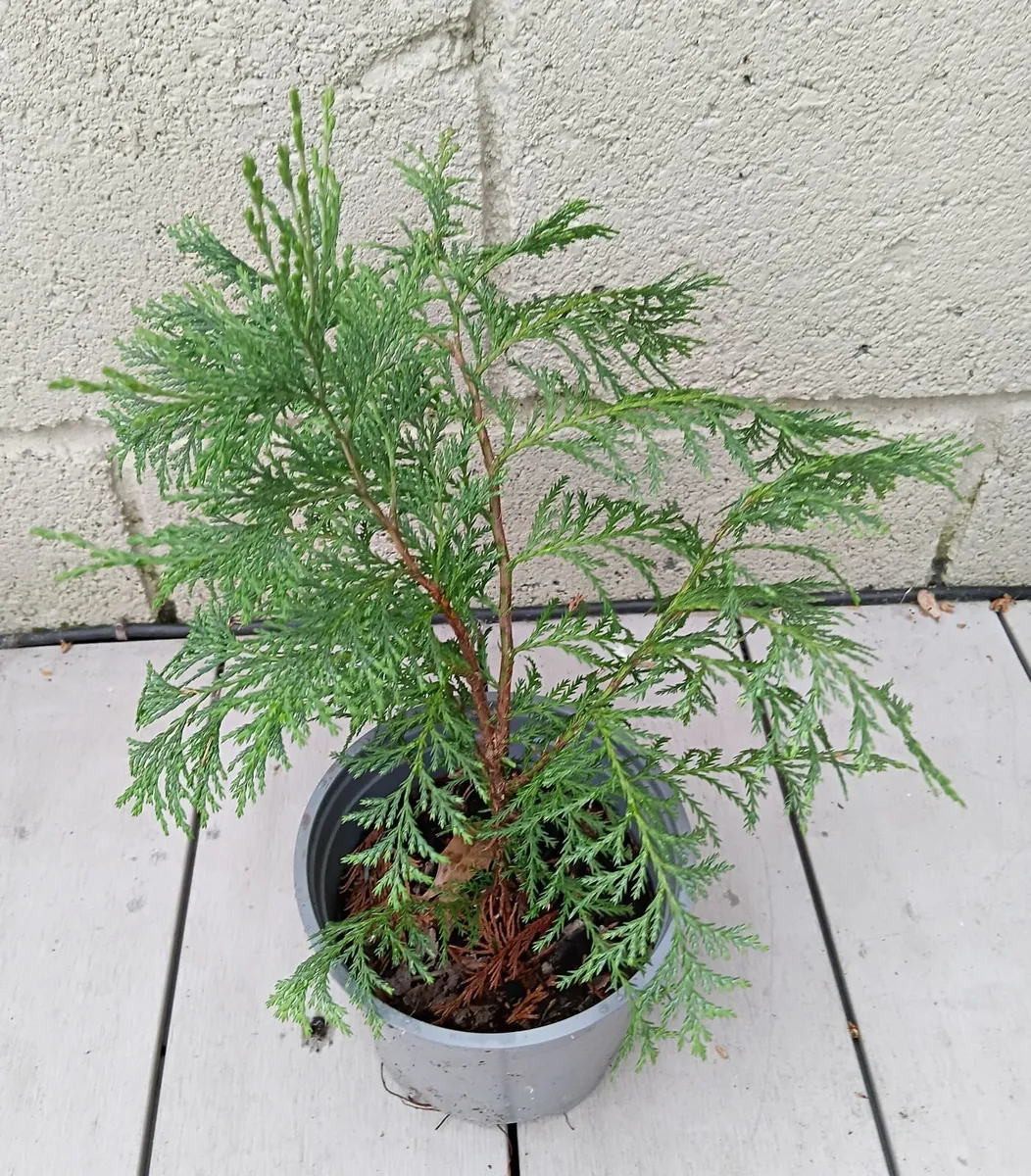Conifer plant - Image 1