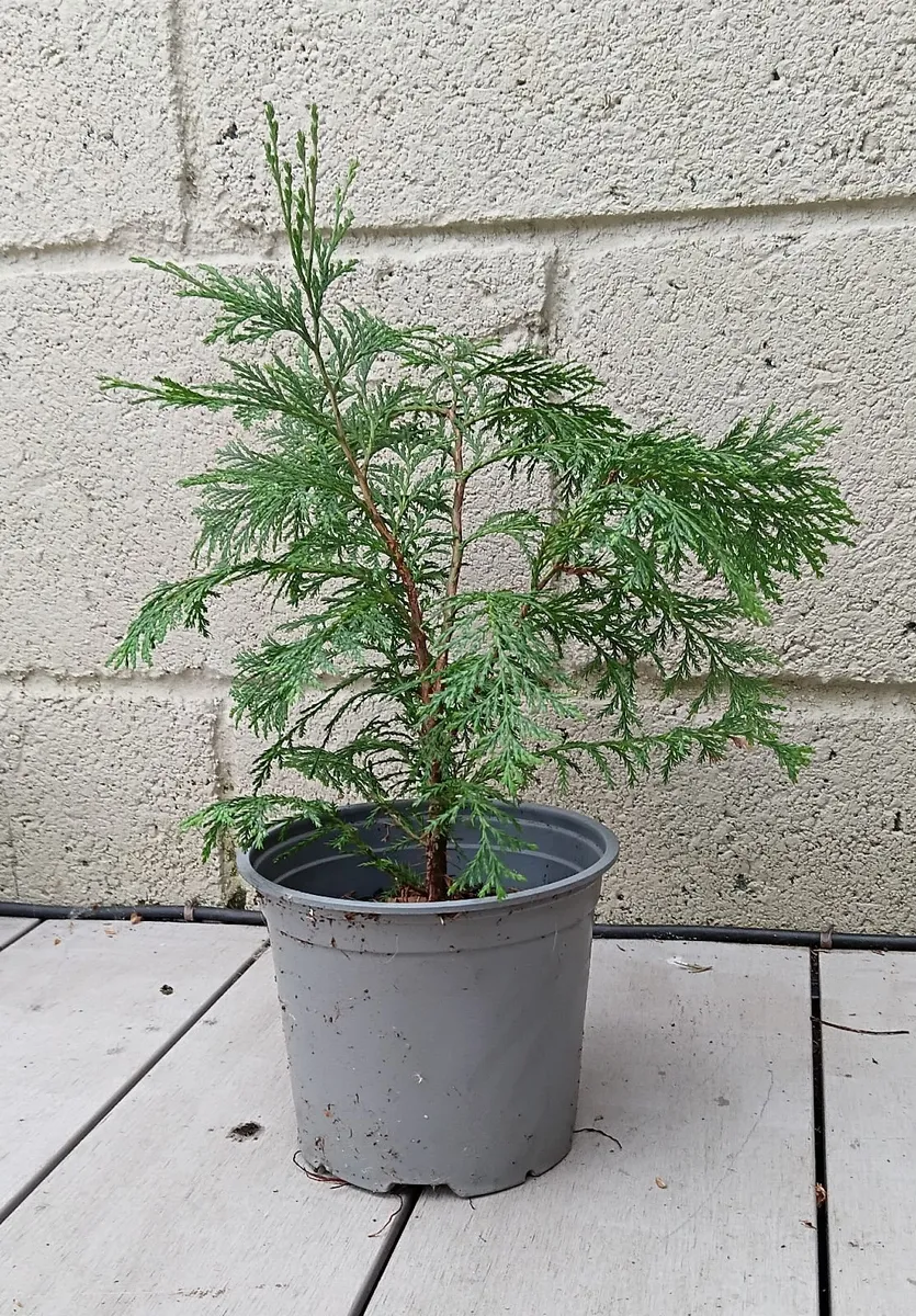 Conifer plant - Image 2