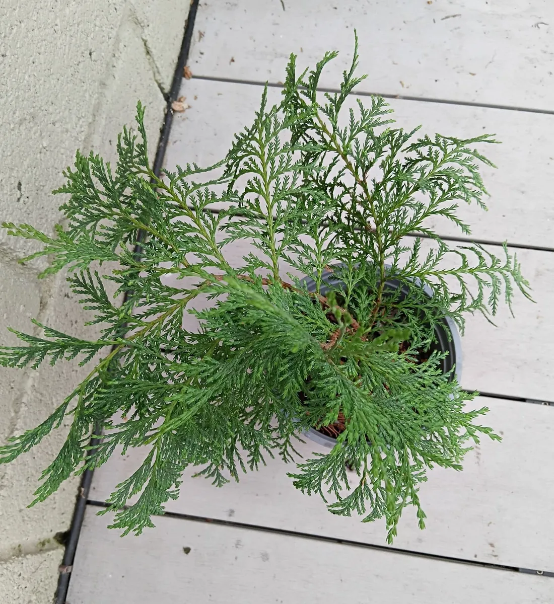 Conifer plant - Image 3