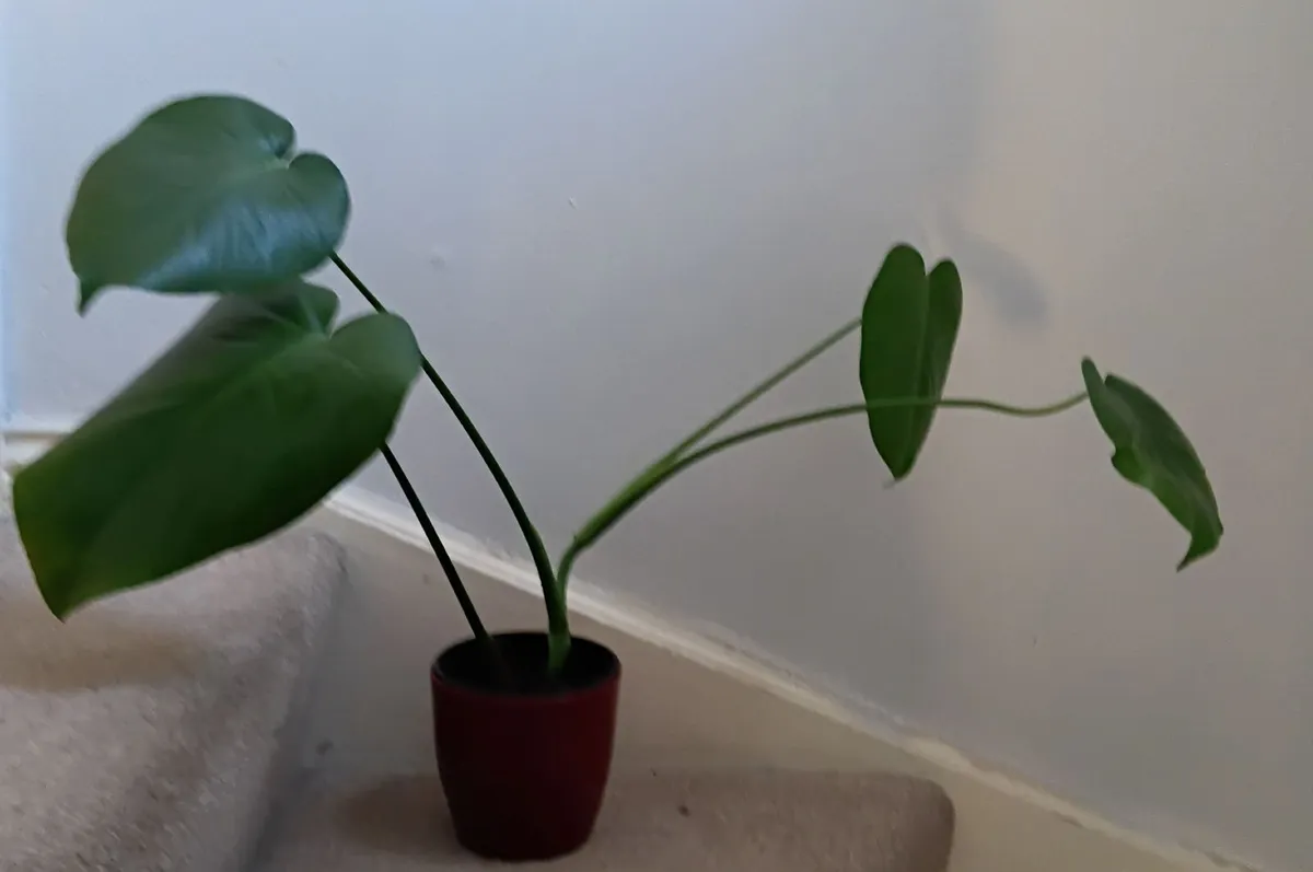 Monstera - Image 1