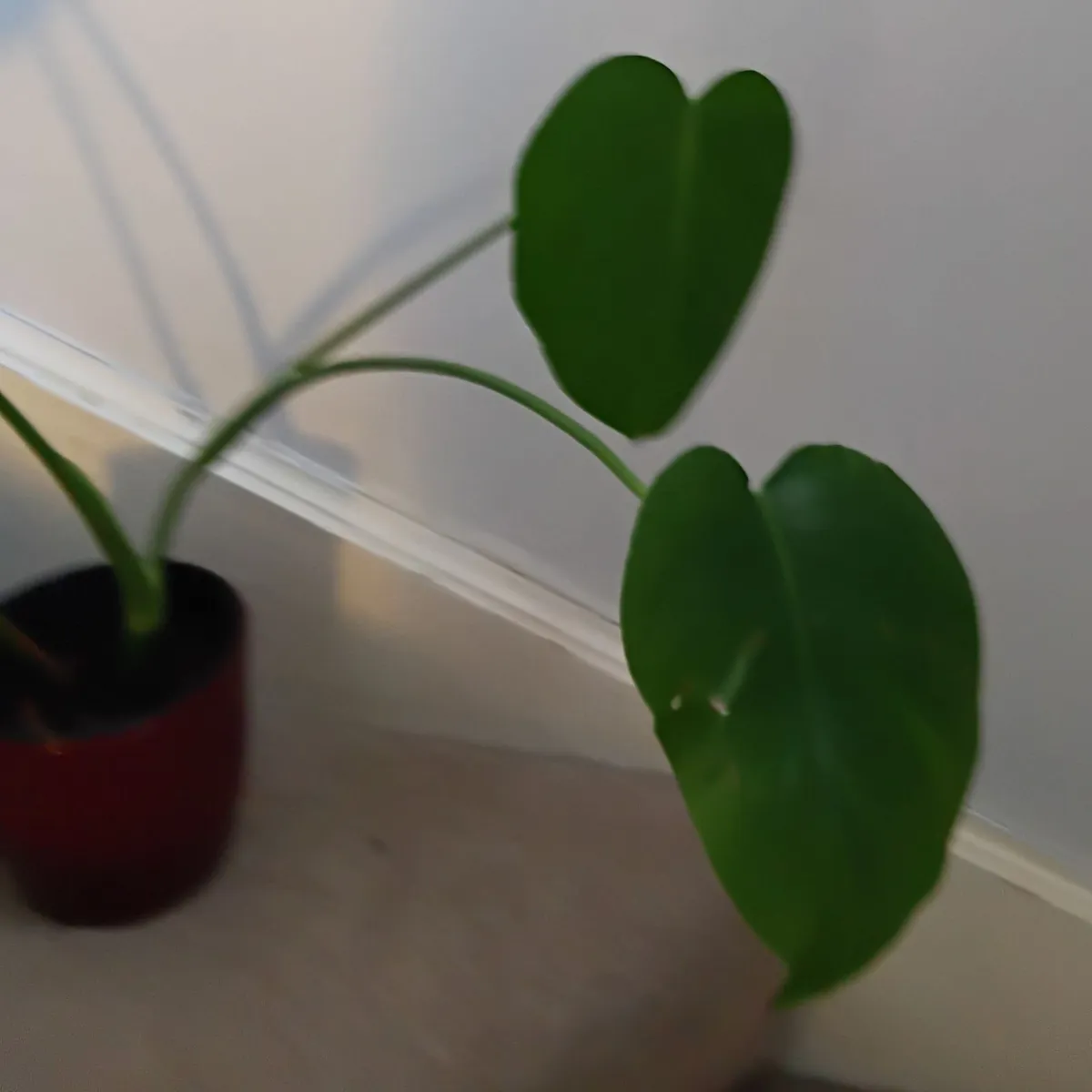 Monstera - Image 2