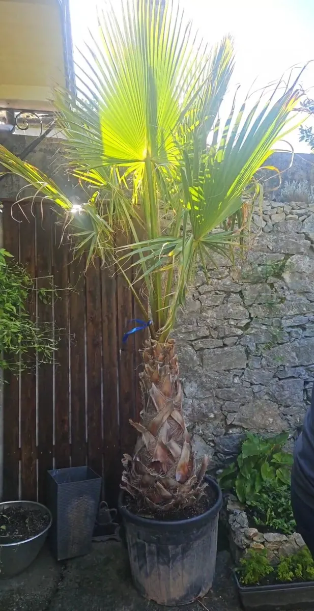 Premium Mature Mediterranean Palm Trees – 3M+ Stat - Image 2