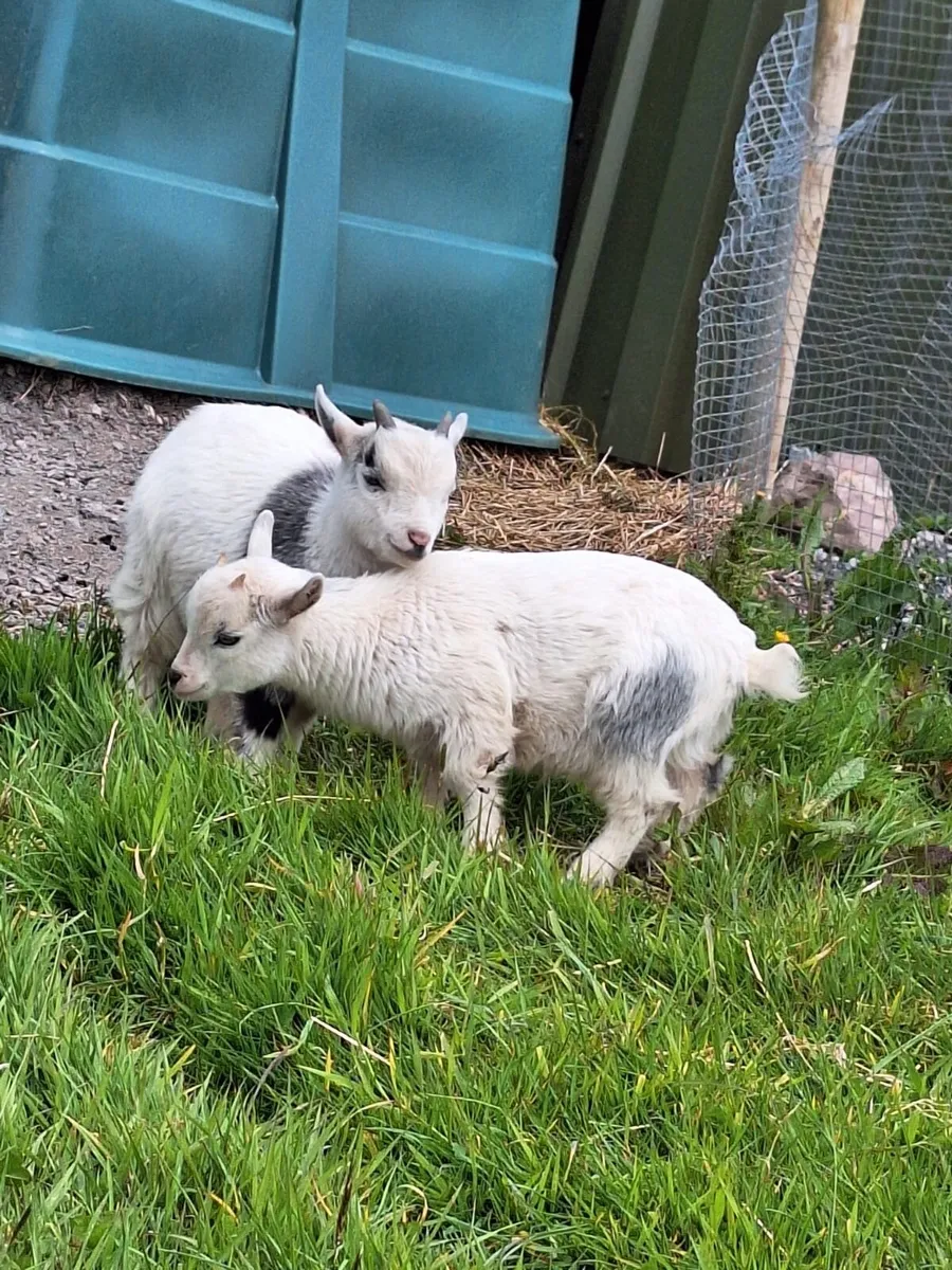 Pygmy goats - Image 2
