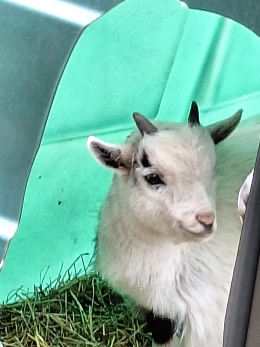 Pygmy goats - Image 1