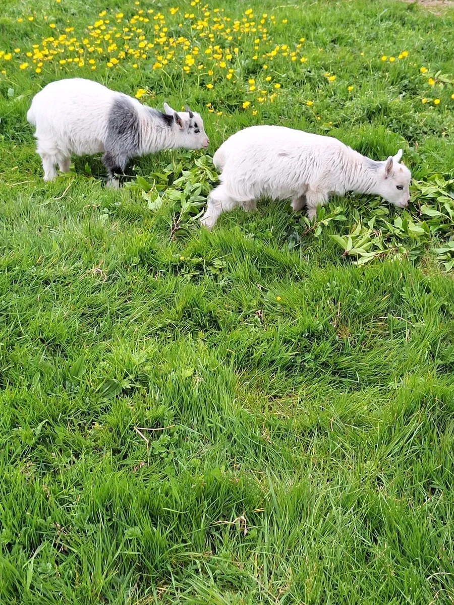 Pygmy goats - Image 3