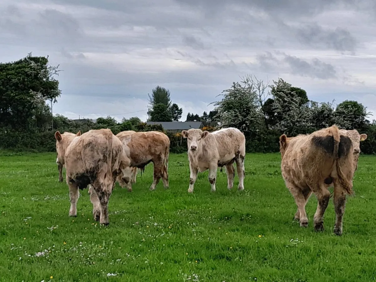 12 Smashing Charlaois Store Bullocks - Image 2
