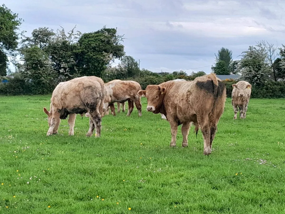 12 Smashing Charlaois Store Bullocks - Image 3
