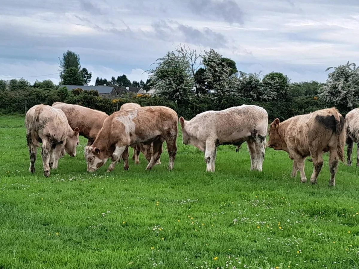 12 Smashing Charlaois Store Bullocks - Image 4