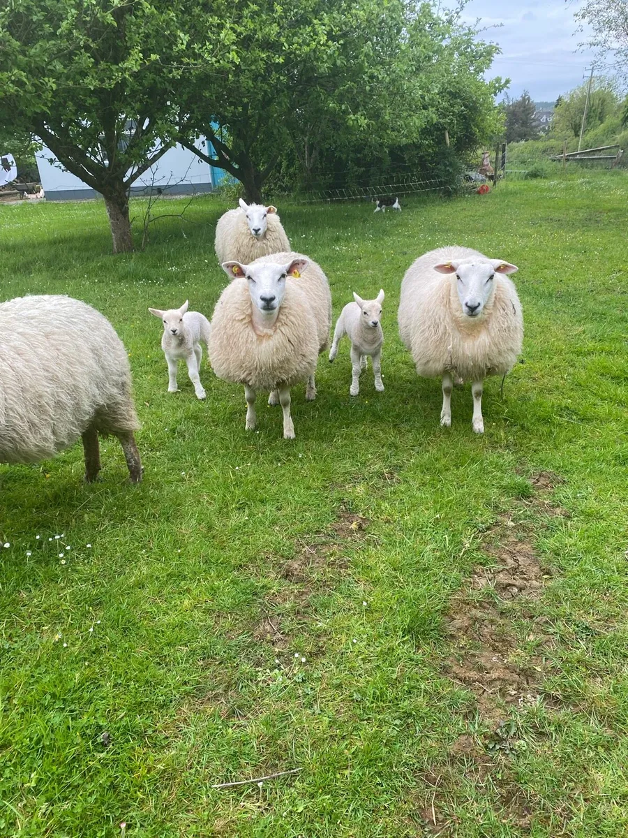 3 Hogget Ewes With Single Lambs - Image 1