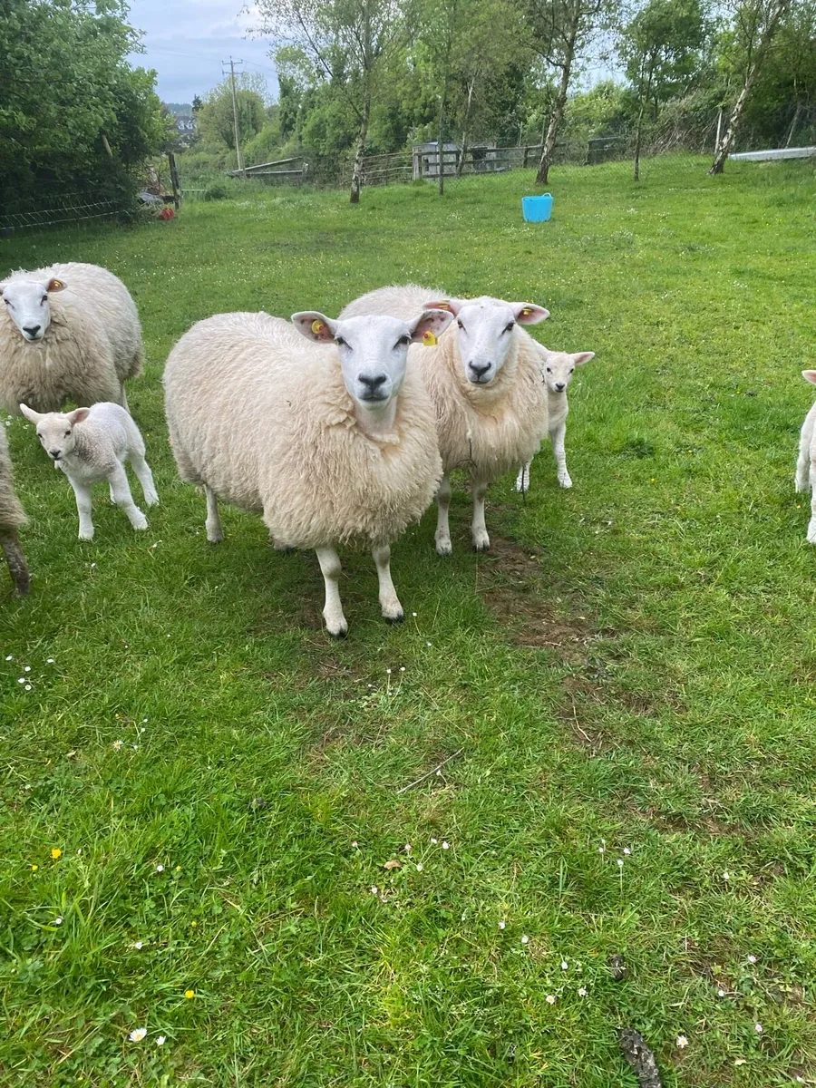 3 Hogget Ewes With Single Lambs - Image 2