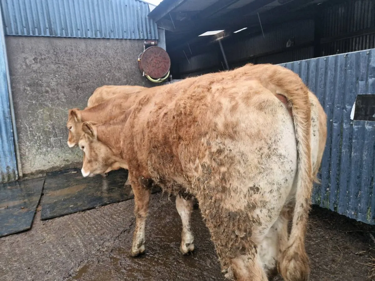 3 Breeding Heifers - Image 3