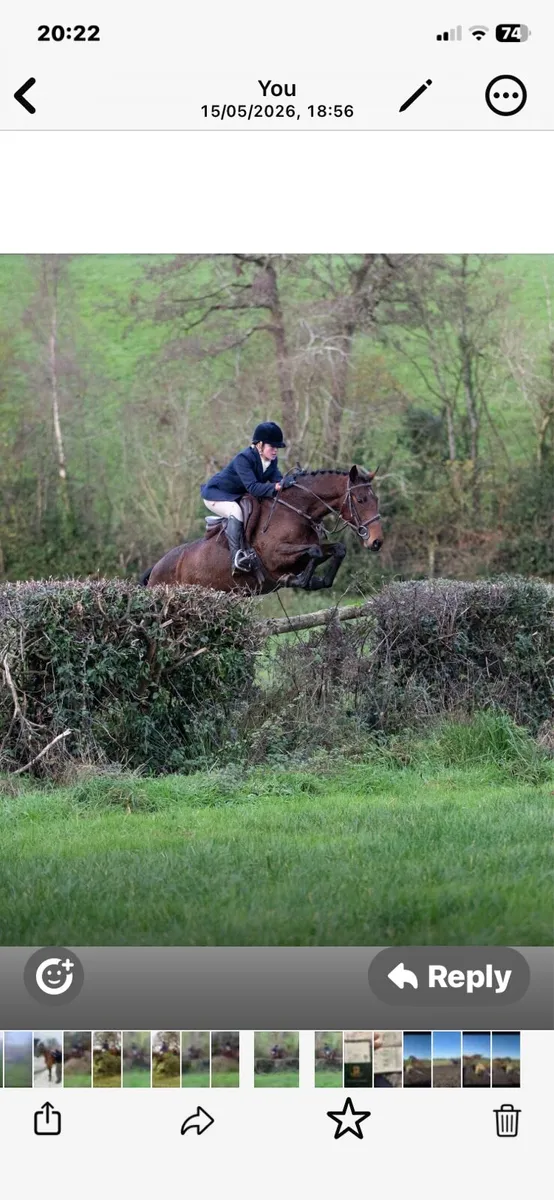 Quality filly - Image 1