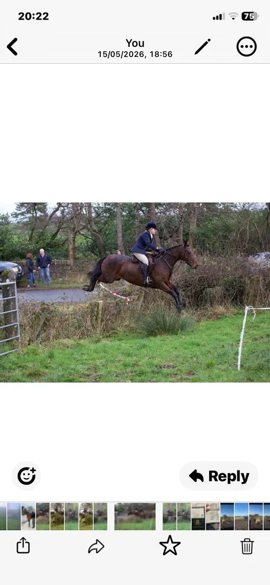 Quality filly - Image 2