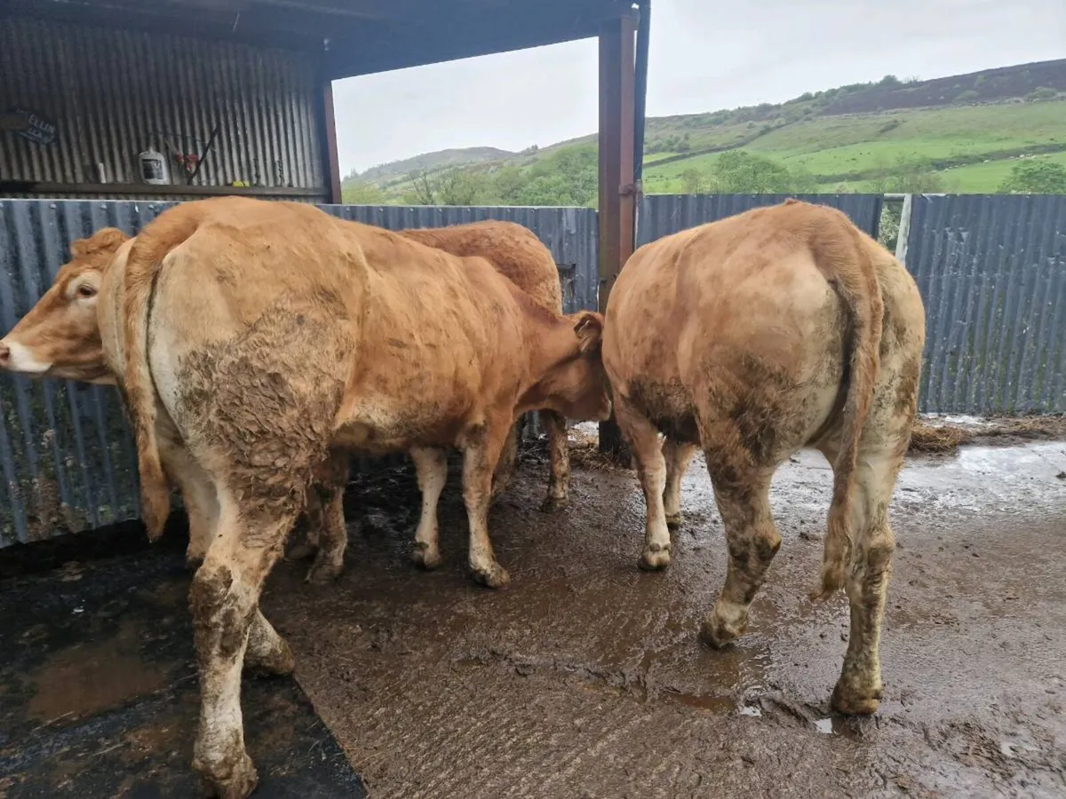 3 Breeding Heifers - Image 2