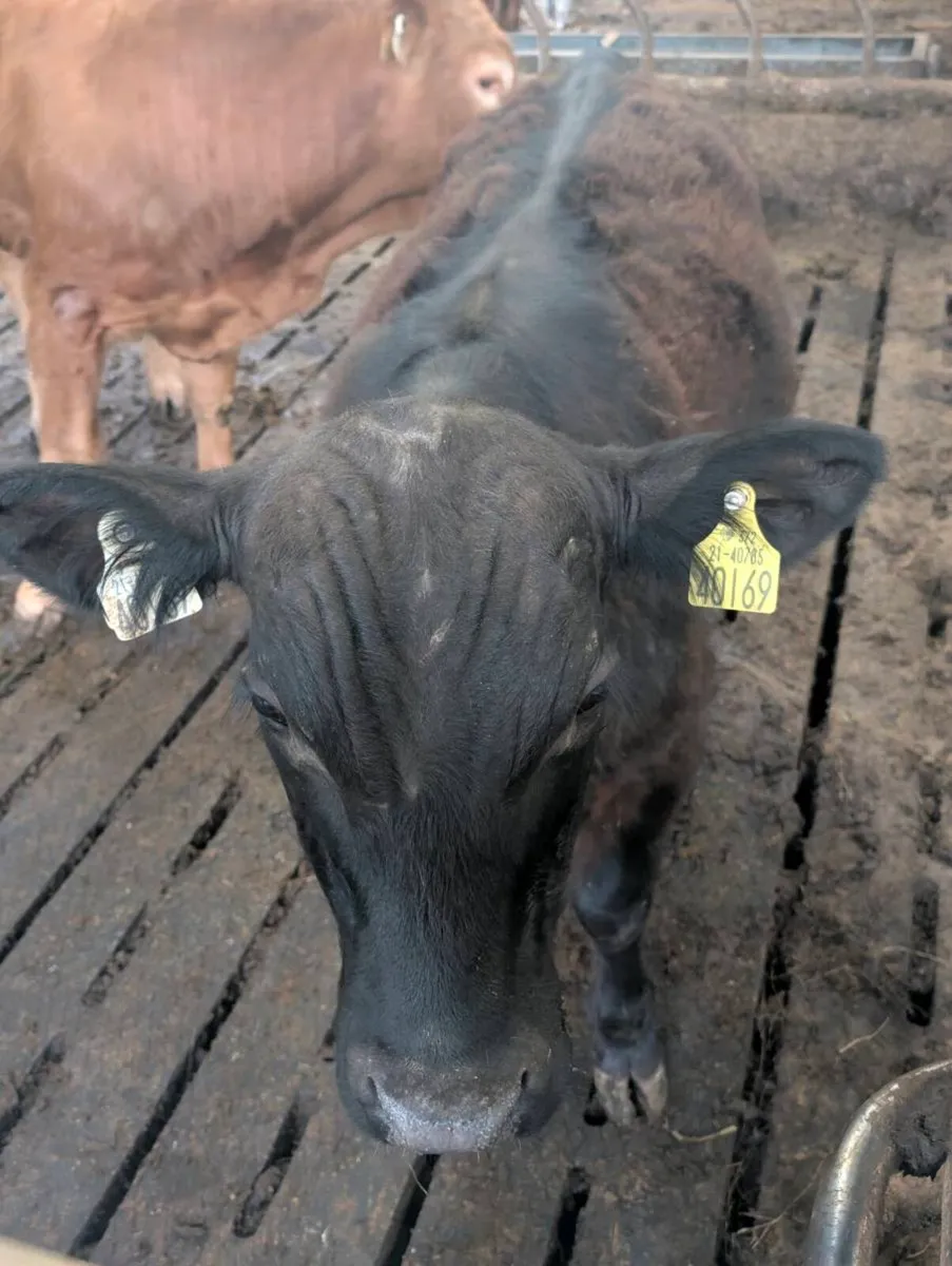 Bulls for Sale - Image 3