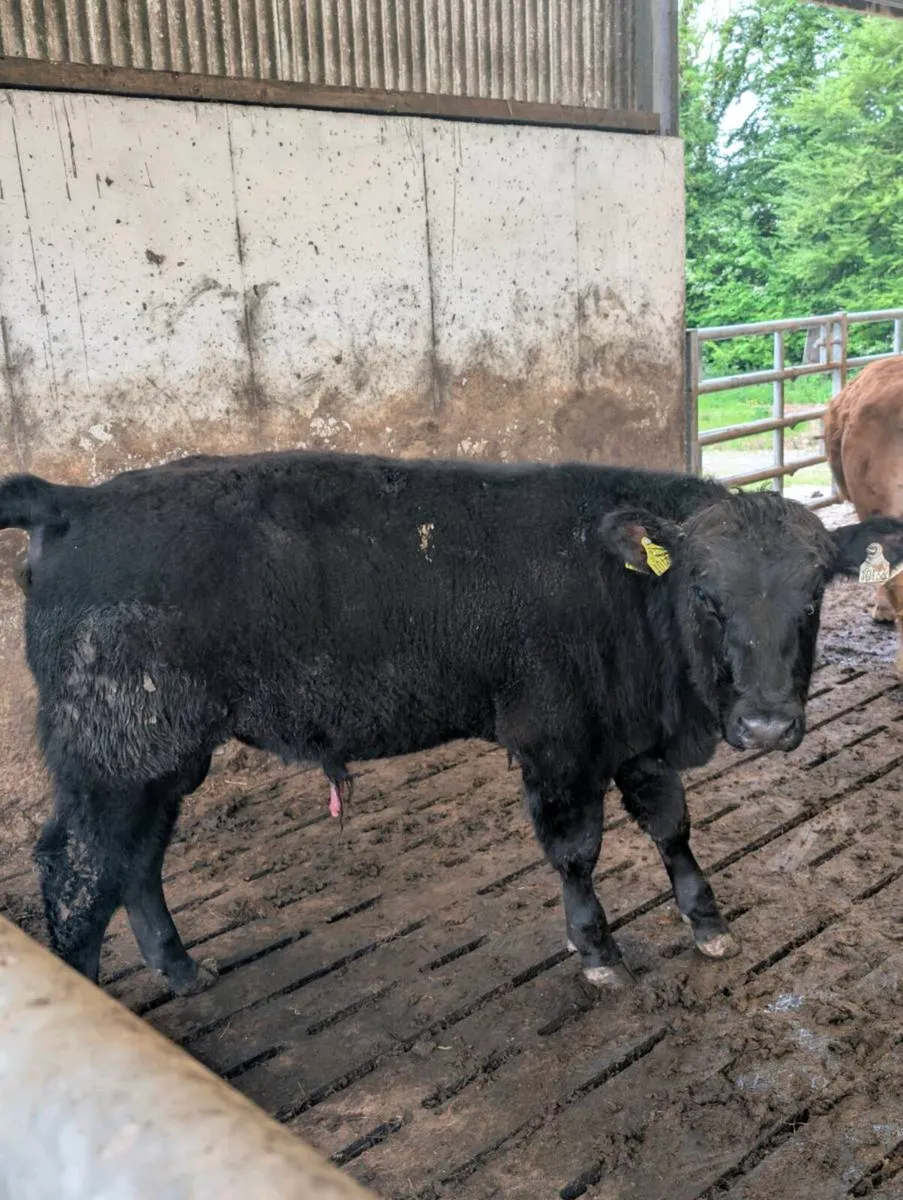 Bulls for Sale - Image 4