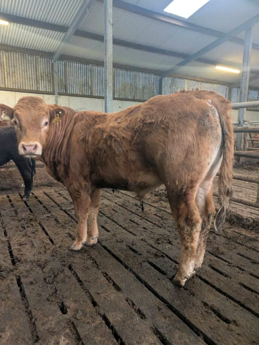 Bulls for Sale - Image 1