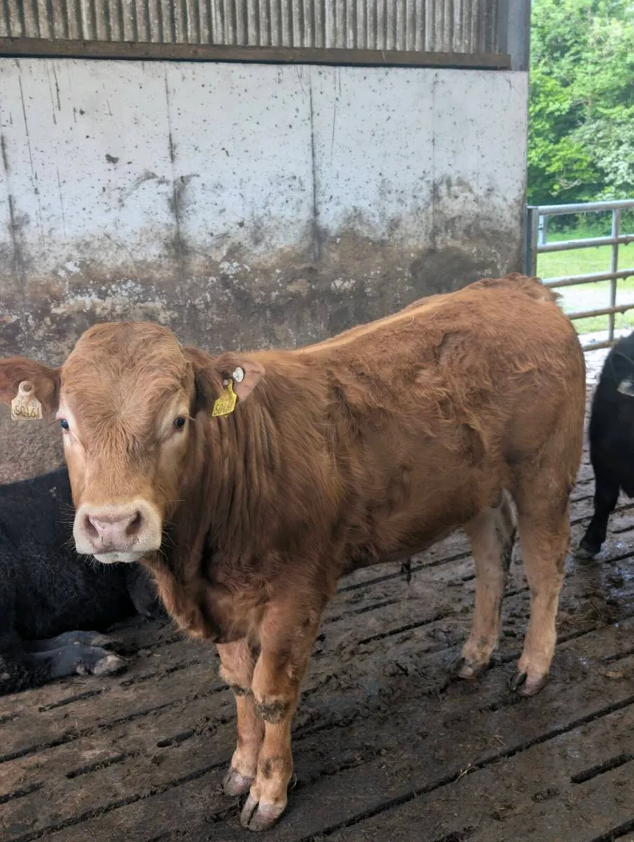 Bulls for Sale - Image 2