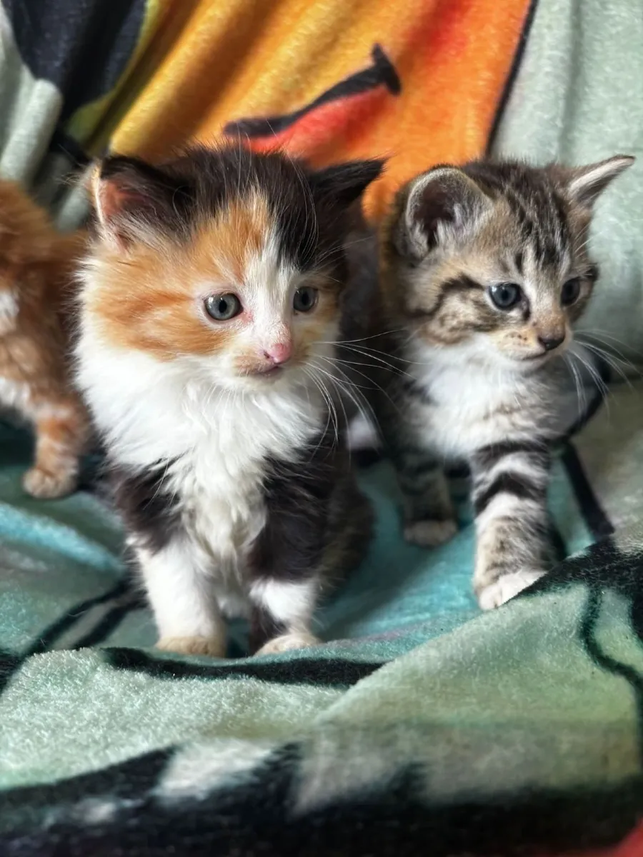 Kittens - Image 1