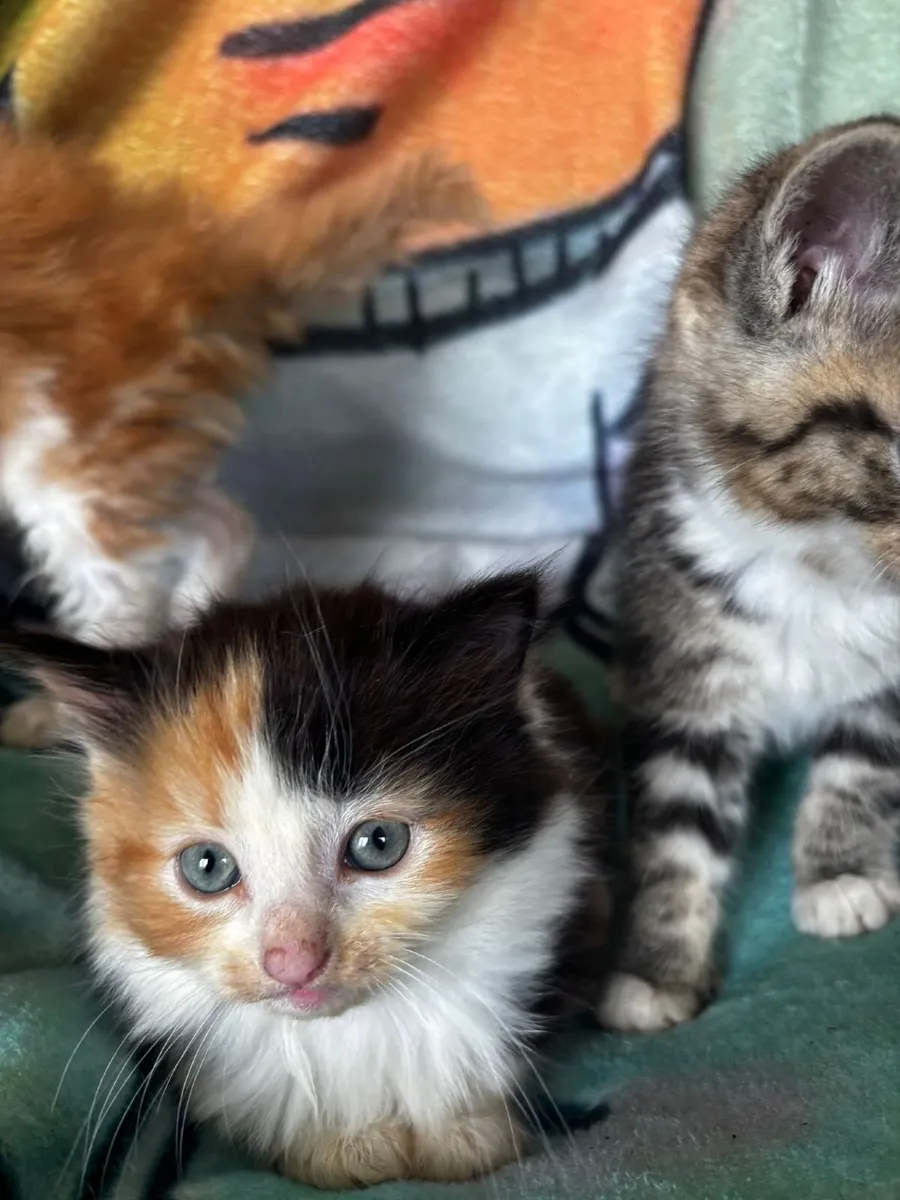 Kittens - Image 2