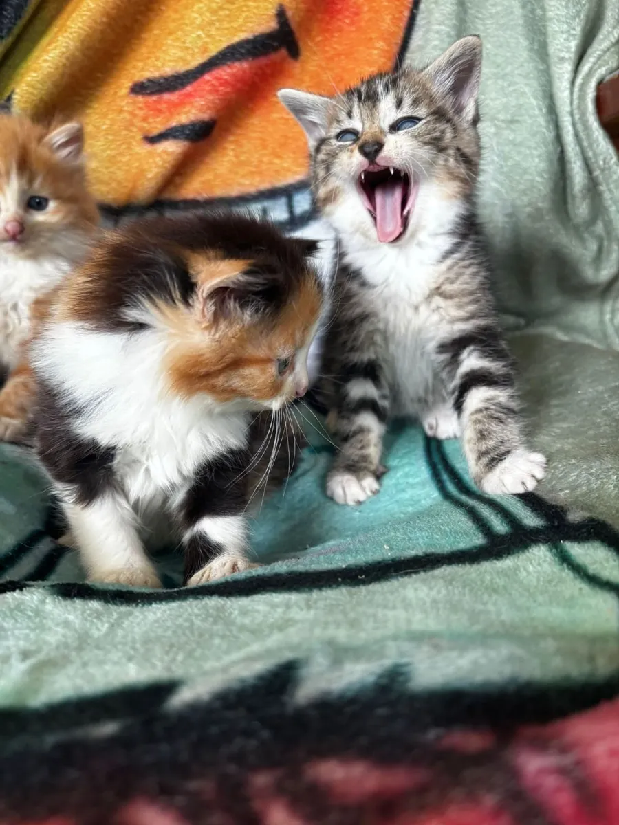 Kittens - Image 3