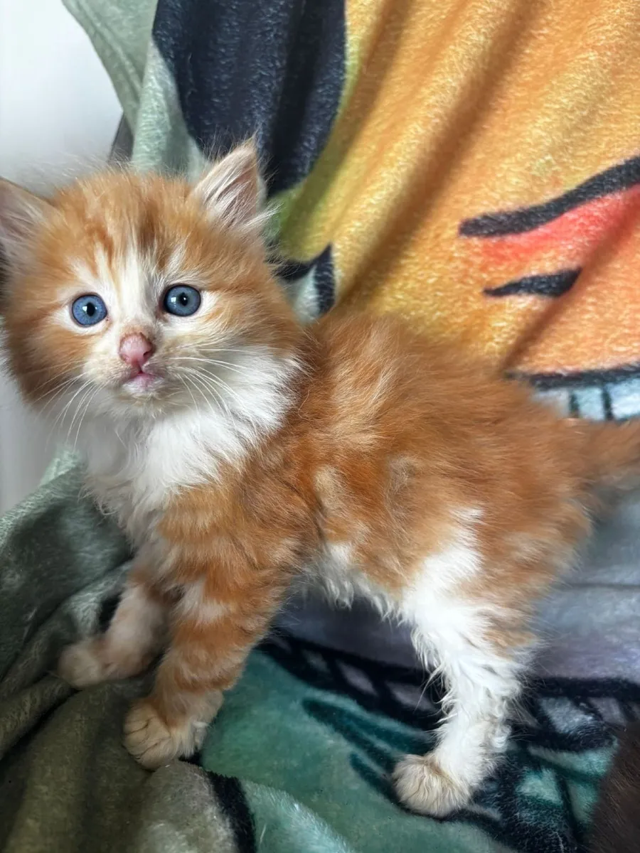 Kittens - Image 4