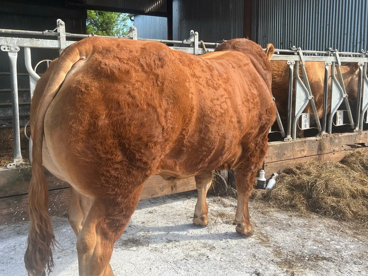 Top 1% Limousin Bull - Image 2