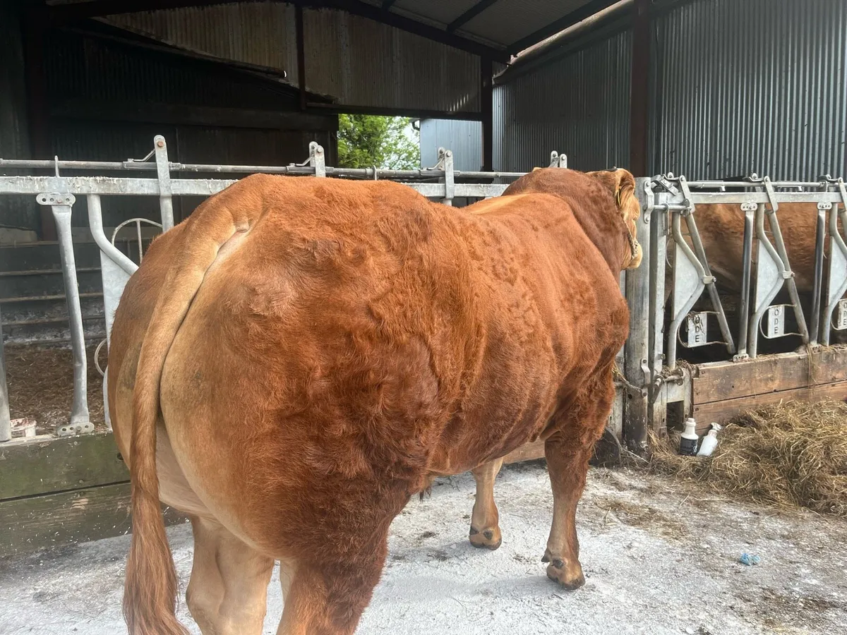 Top 1% Limousin Bull - Image 3