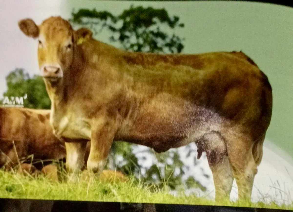 Top 1% Limousin Bull - Image 4