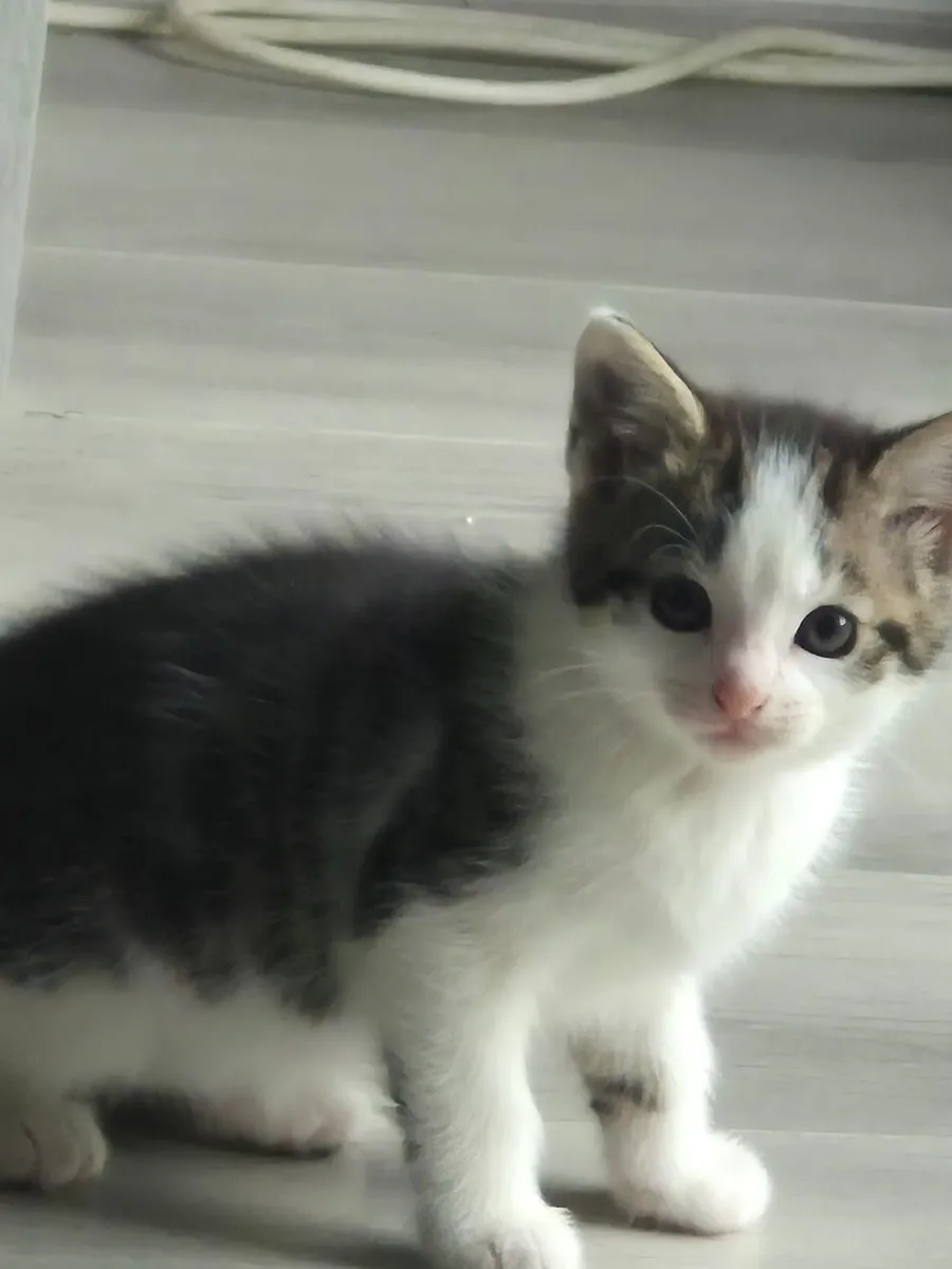 Sweet Kittens Ready for Their New Adventure - Image 3