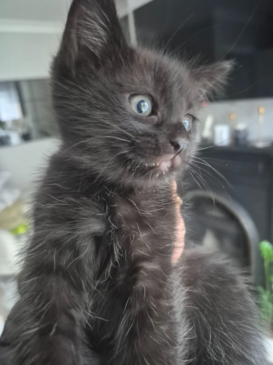 Sweet Kittens Ready for Their New Adventure - Image 3
