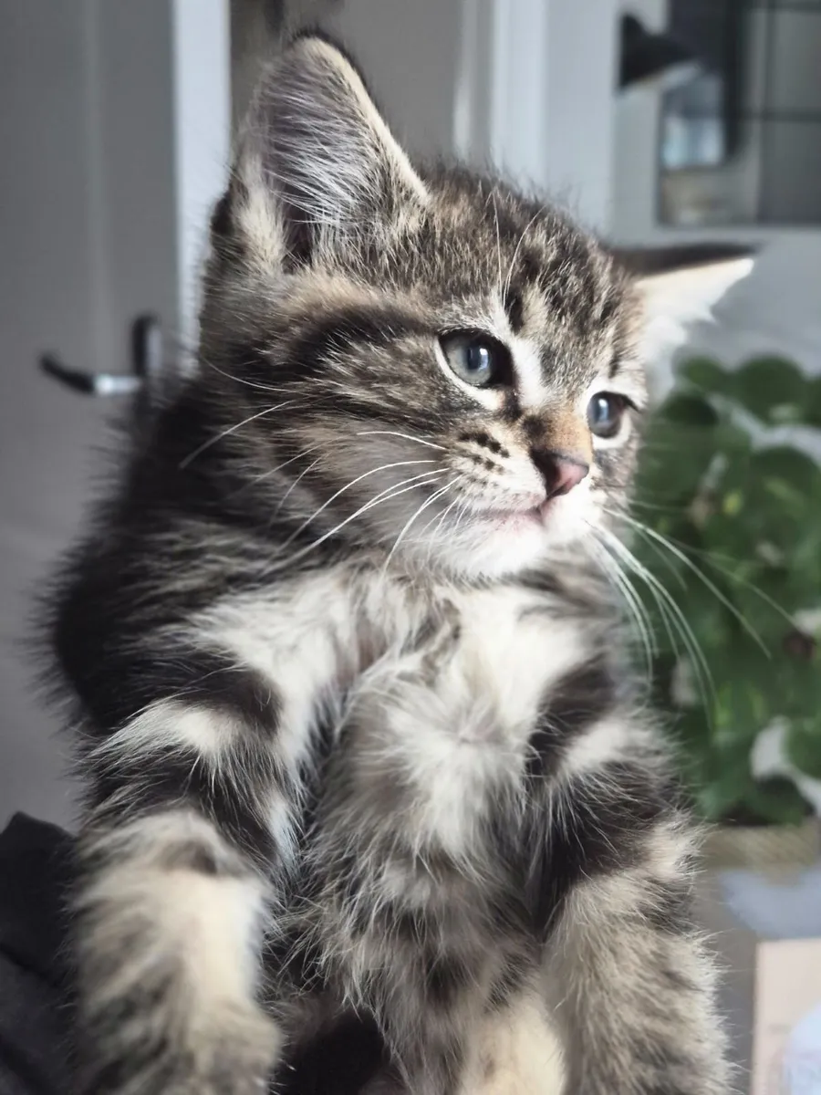 Sweet Kittens Ready for Their New Adventure - Image 2