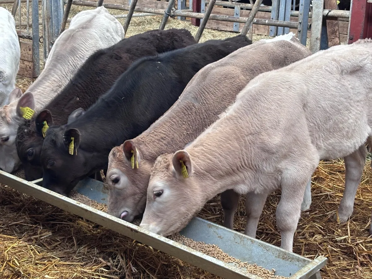 9 Weanlings for sale @€800 - Image 3