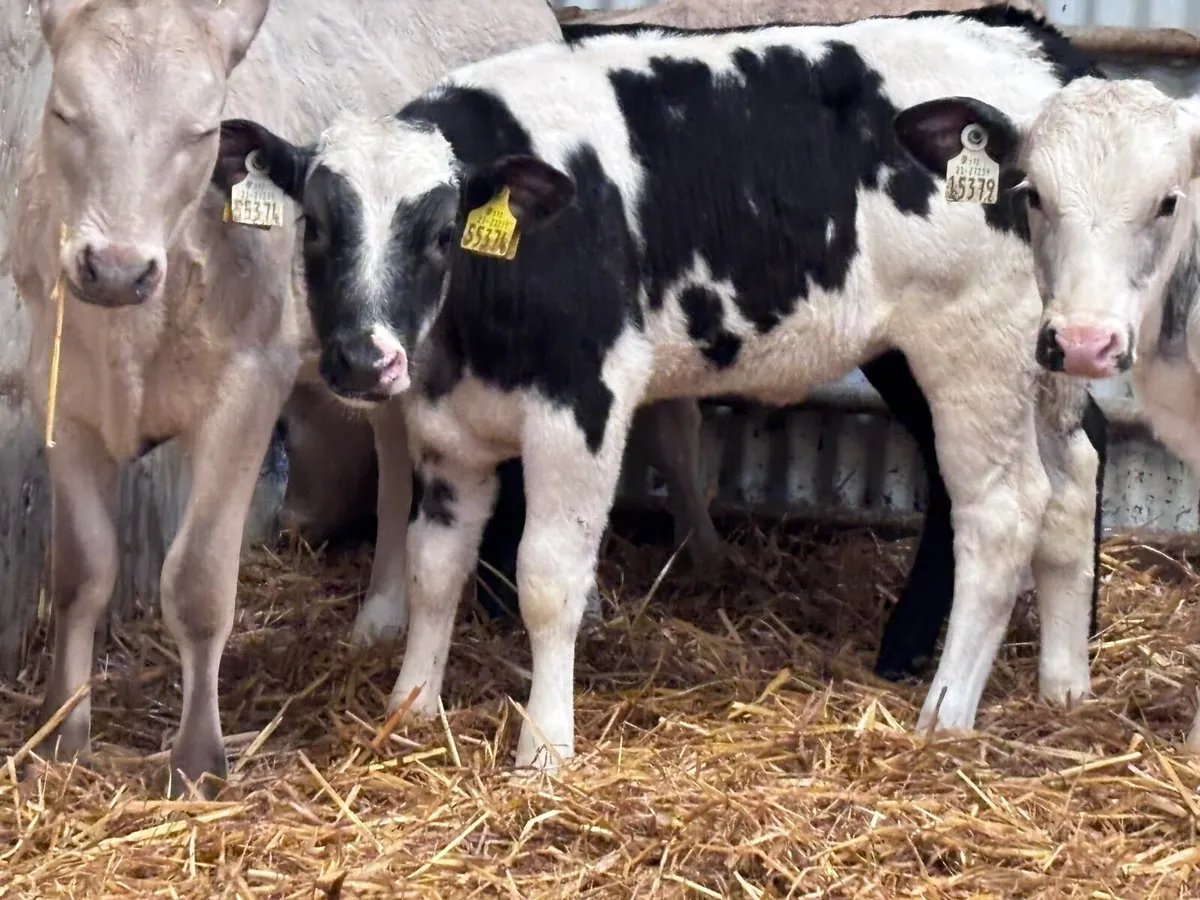 9 Weanlings for sale @€800 - Image 4