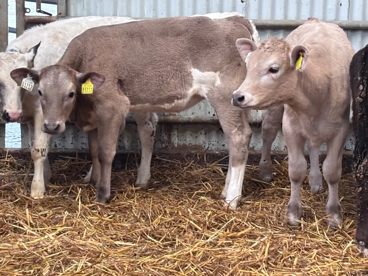 9 Weanlings for sale @€800 - Image 2