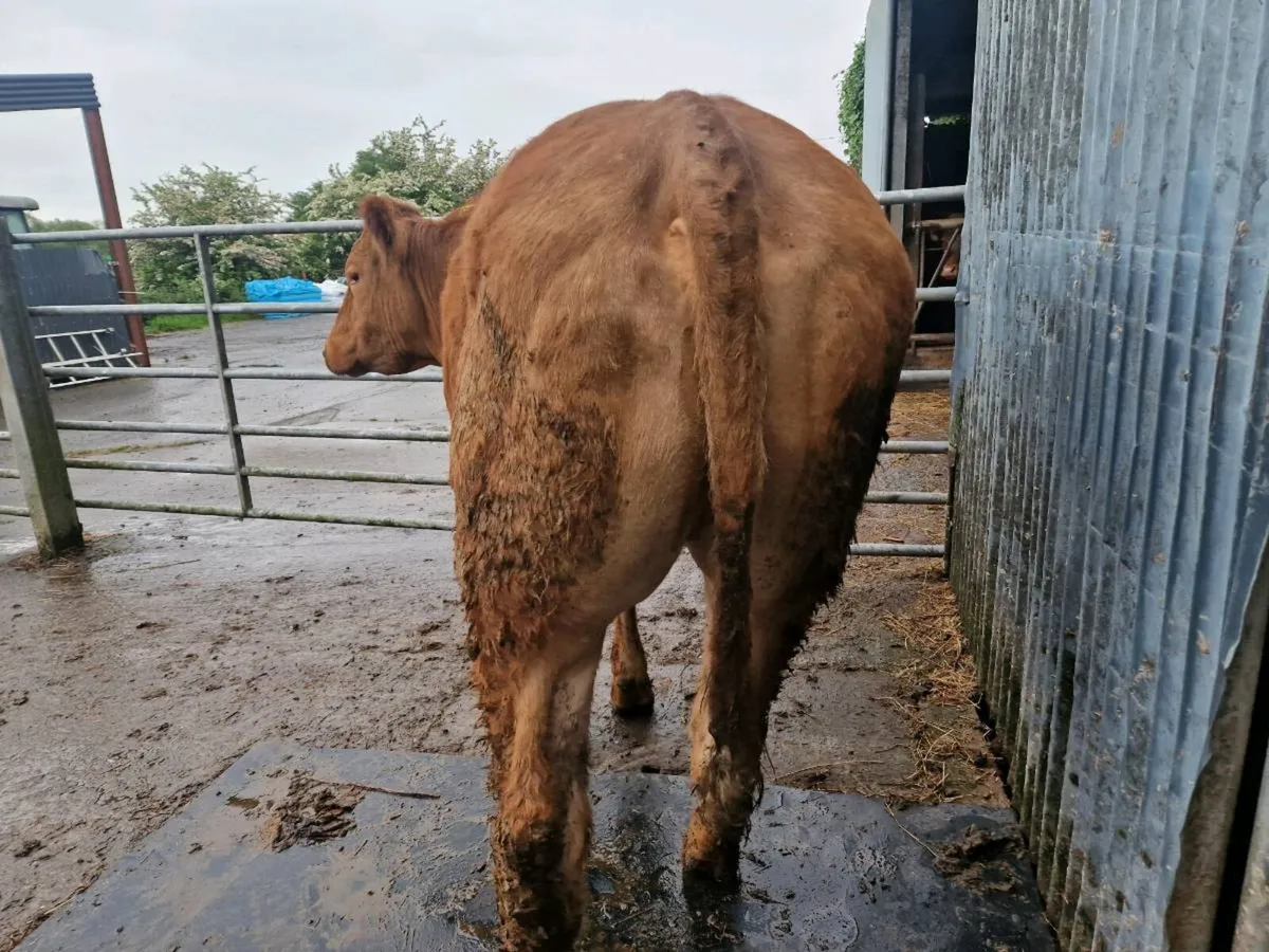 Belgium Blue breeding heifer BB9463 - Image 3