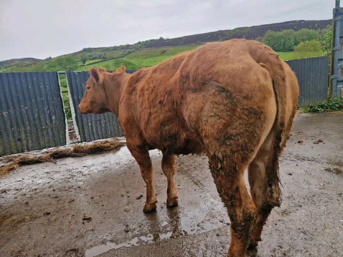 Belgium Blue breeding heifer BB9463 - Image 4