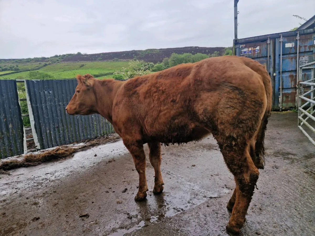 Belgium Blue breeding heifer BB9463 - Image 2