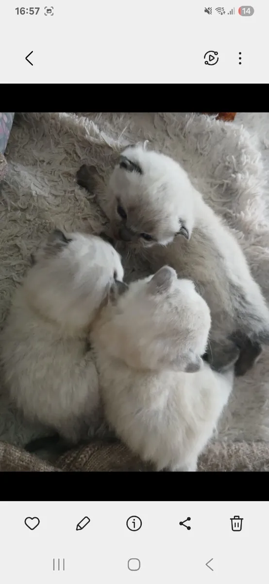 British short haired kittens - Image 2