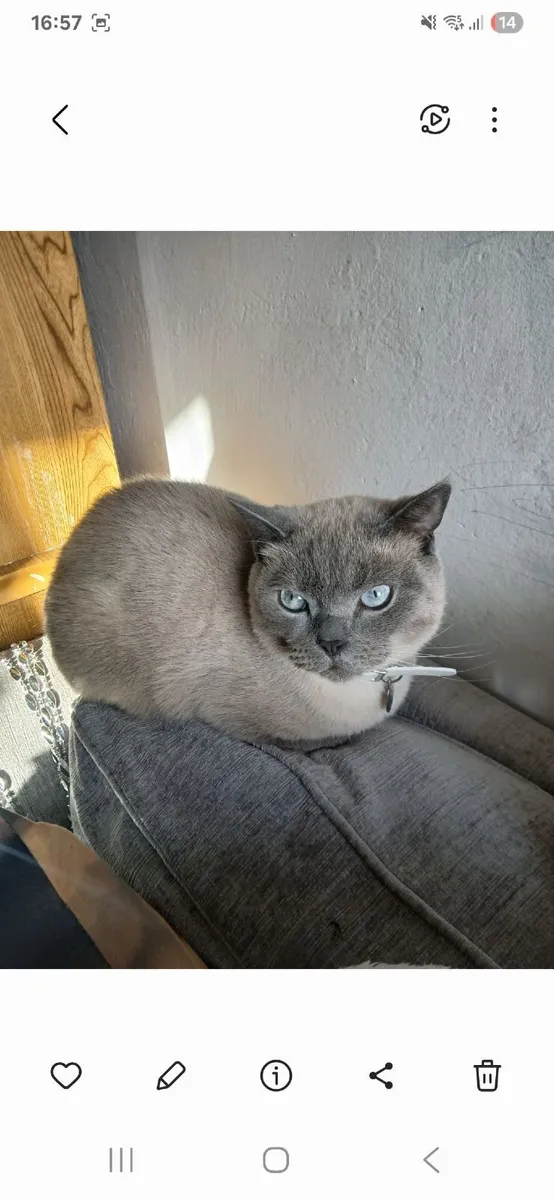 British short haired kittens - Image 1