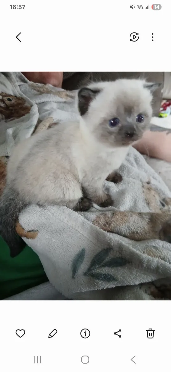 British short haired kittens - Image 3