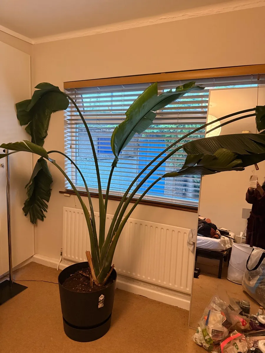 Large Strelitzia Nicolai / - Image 2