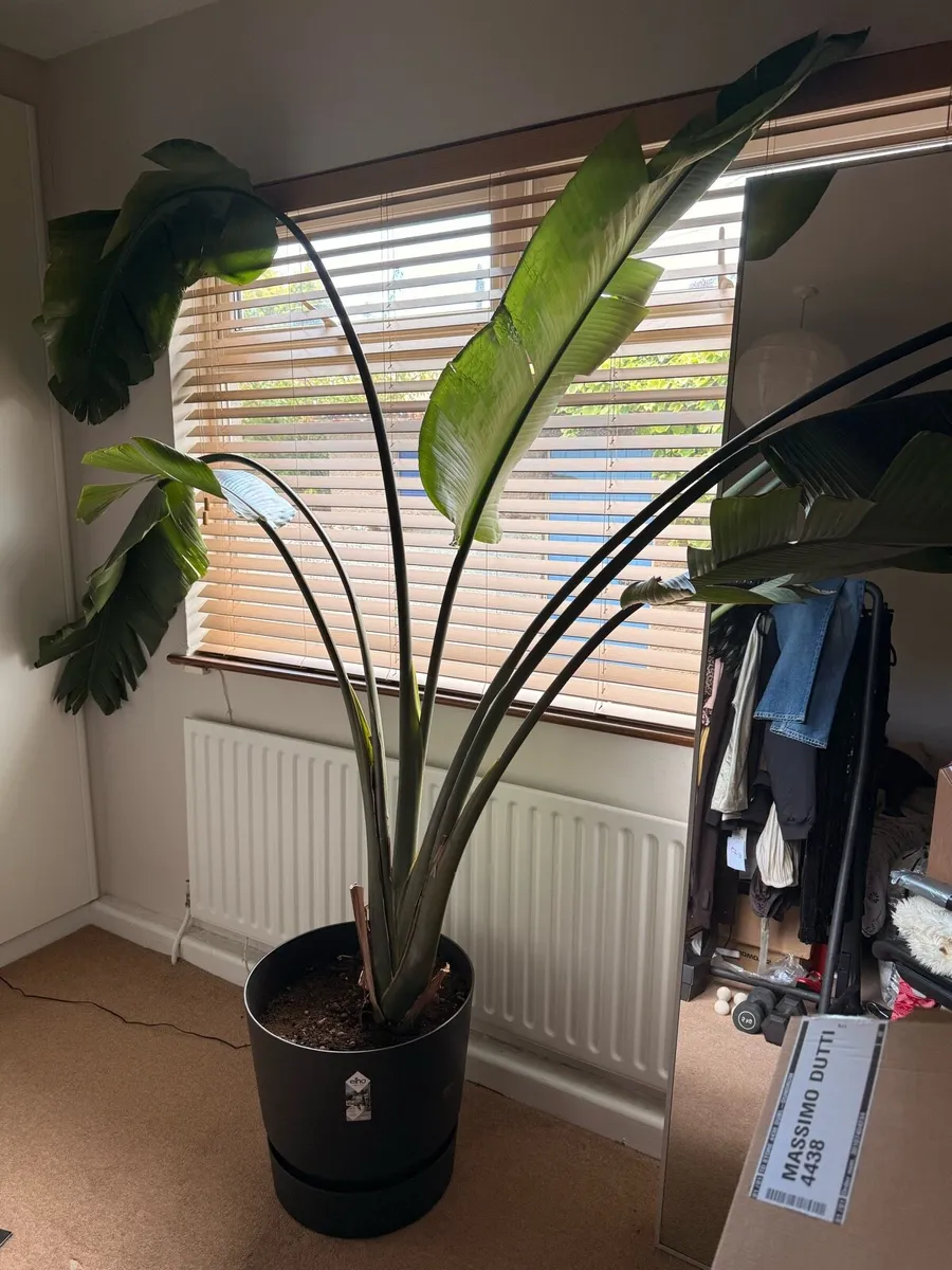 Large Strelitzia Nicolai / - Image 3