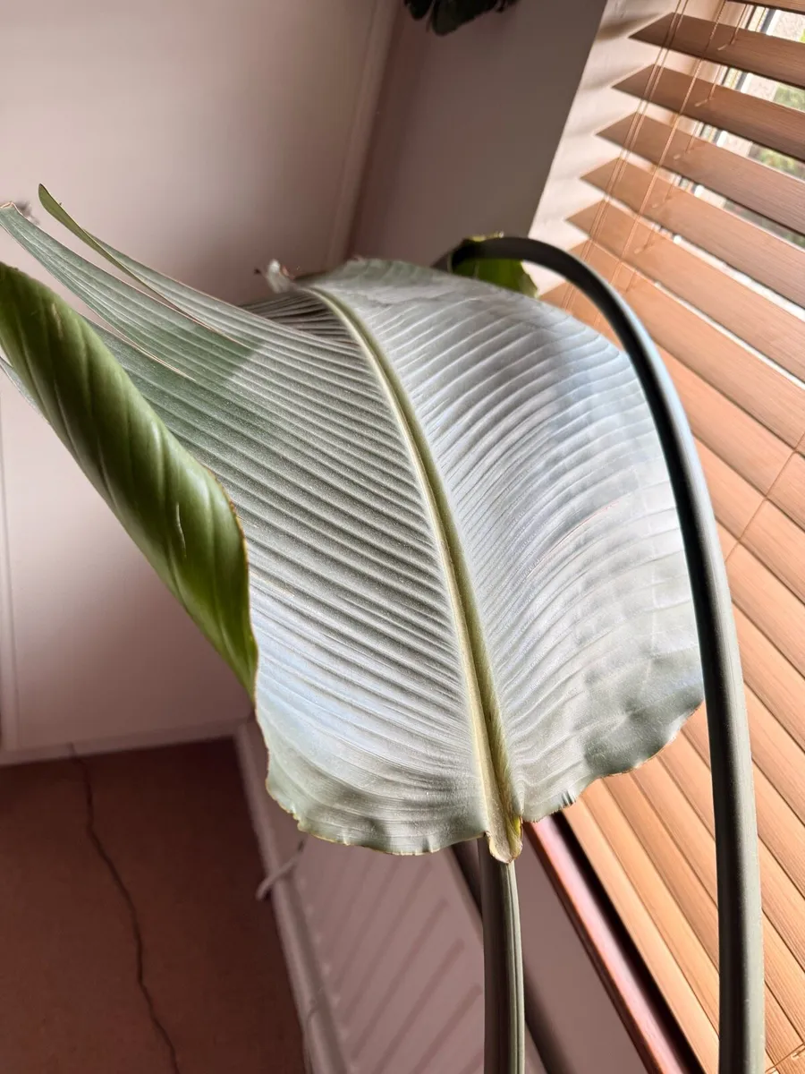 Large Strelitzia Nicolai / - Image 4
